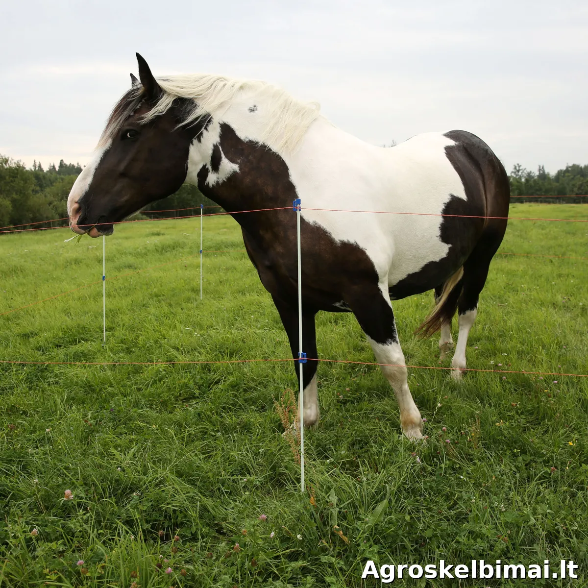 Stiklo pluošto kuolelis su plastikiniu pakojuku - nuotrauka 5
