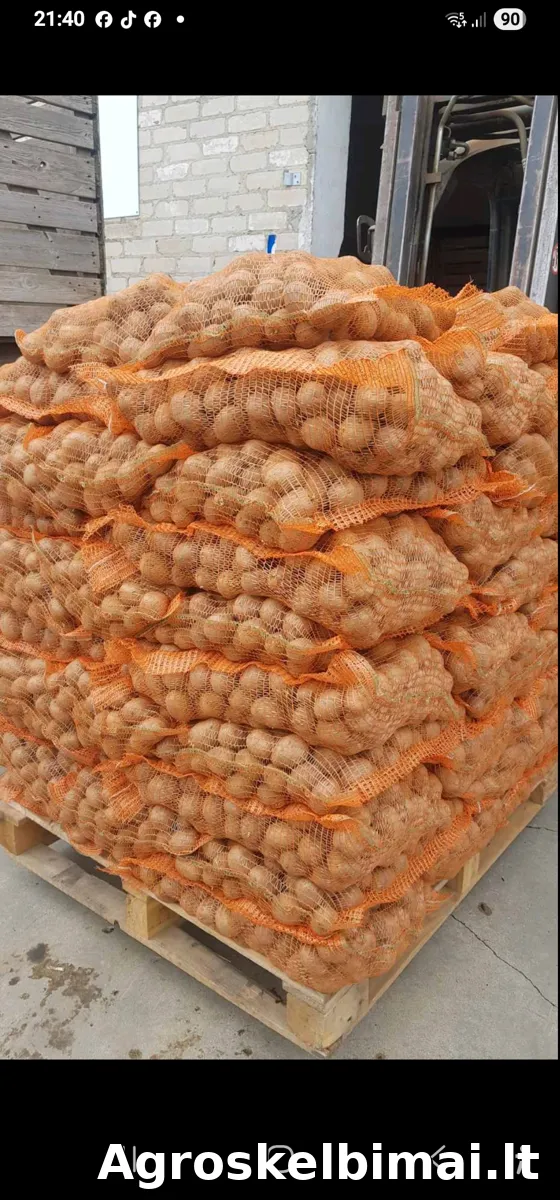 GALA maistinės bulvės – didmena - nuotrauka 2