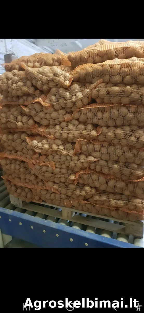 GALA maistinės bulvės – didmena - nuotrauka 3