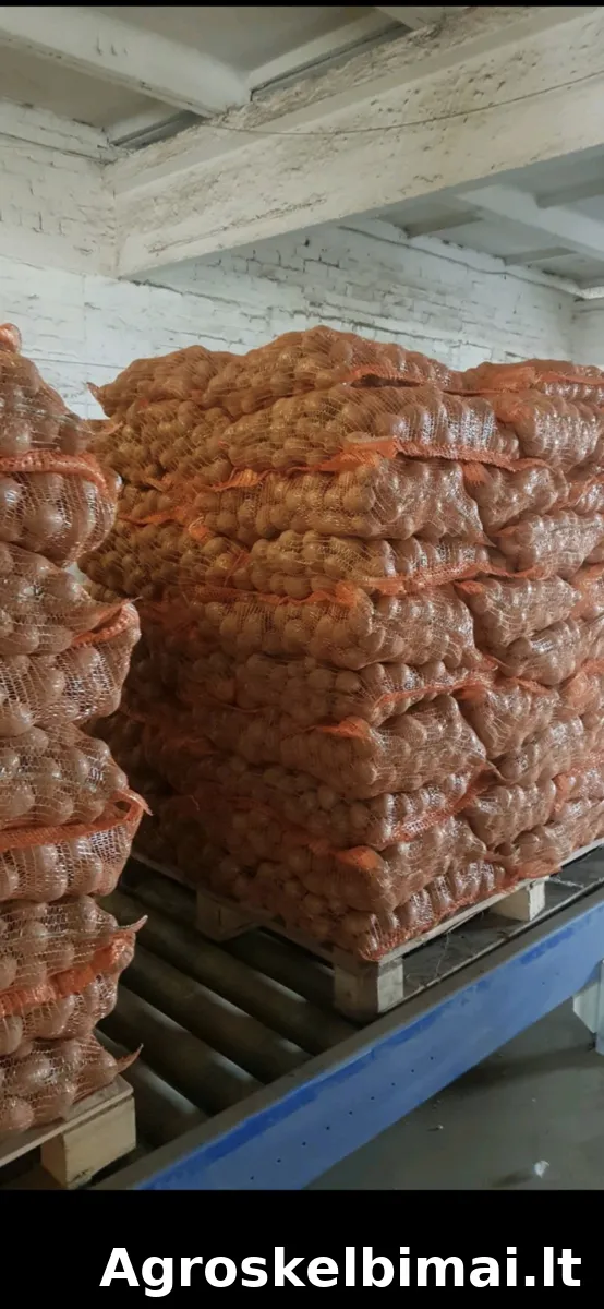 GALA maistinės bulvės – didmena - nuotrauka 4