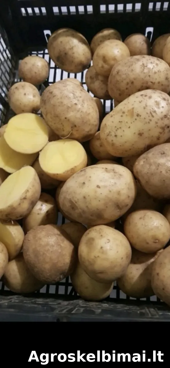 GALA maistinės bulvės – didmena - nuotrauka 5
