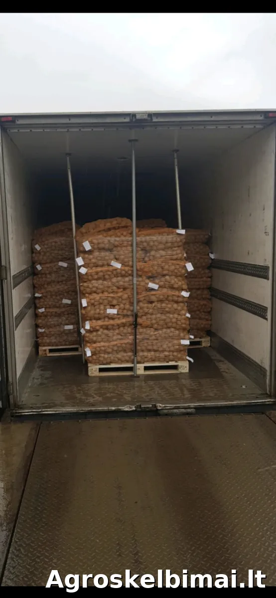 GALA maistinės bulvės – didmena - nuotrauka 6