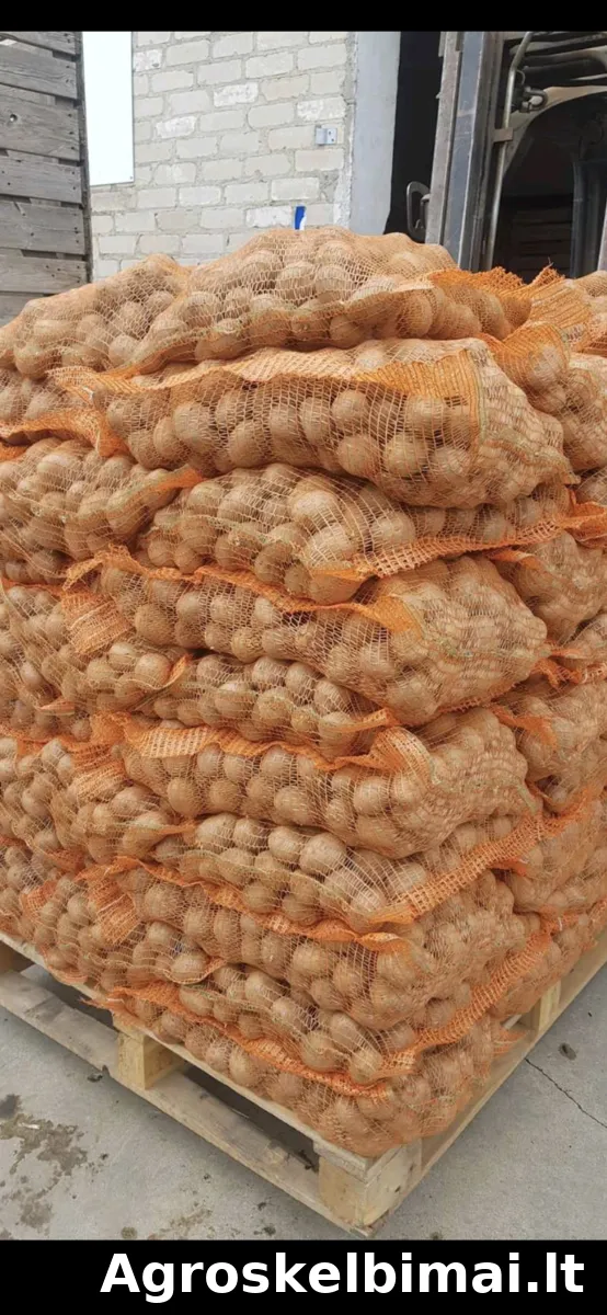 GALA maistinės bulvės – didmena - nuotrauka 8