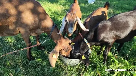 Parduodamos gražios Anglų Nubijos ožkos