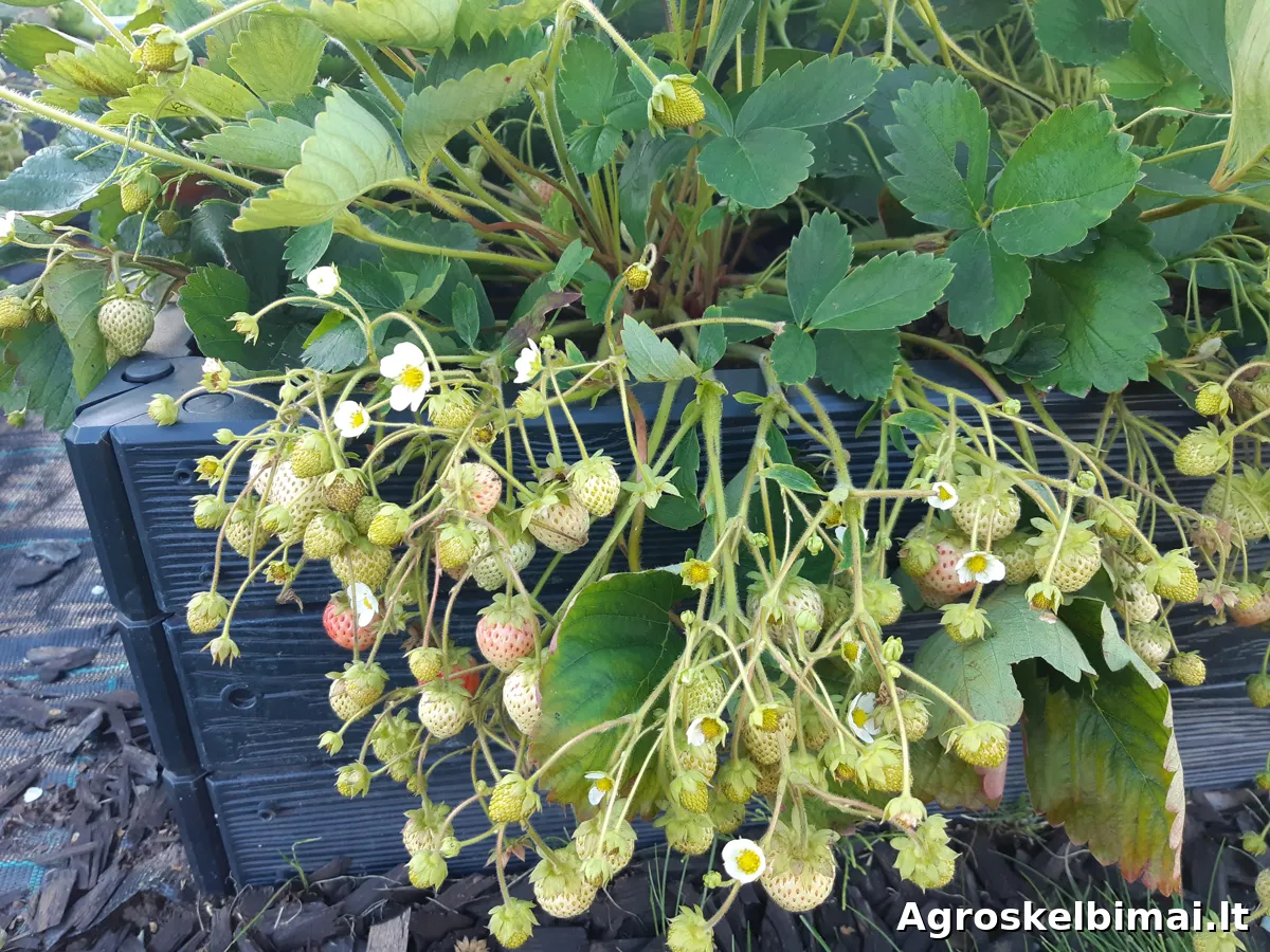 Frigo (šaldyti) Braškių Daigai ir Smidrai Olandija - nuotrauka 2