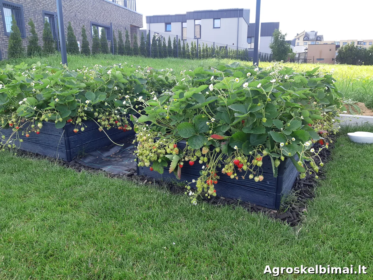 Frigo (šaldyti) Braškių Daigai ir Smidrai Olandija - nuotrauka 3