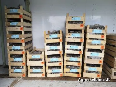 Frigo (šaldyti) Braškių Daigai ir Smidrai Olandija - nuotrauka 6