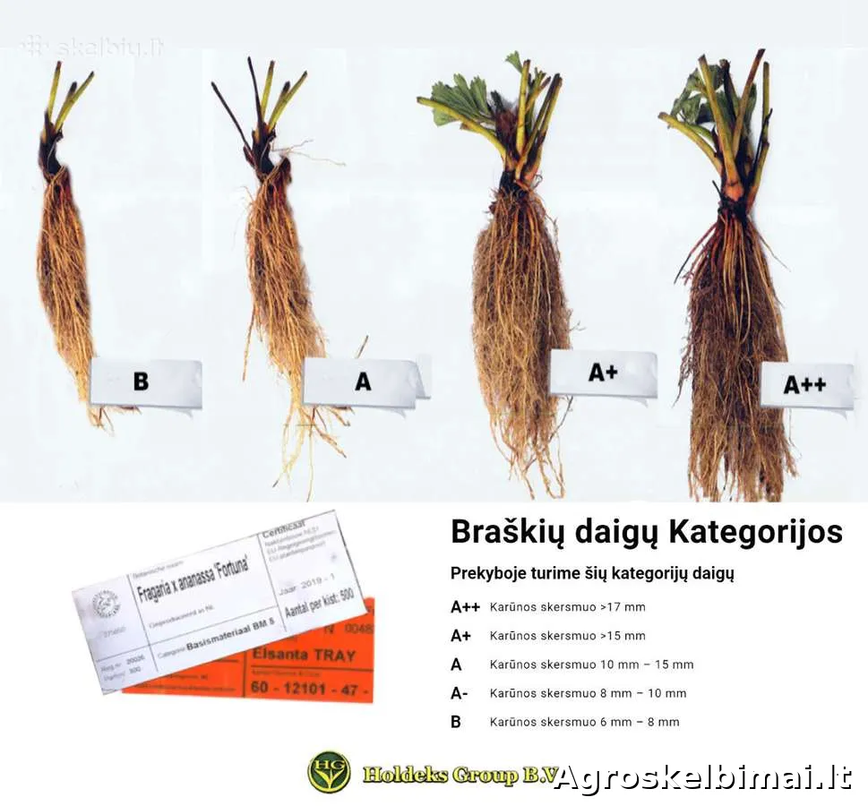 Frigo (šaldyti) Braškių Daigai ir Smidrai Olandija - nuotrauka 5