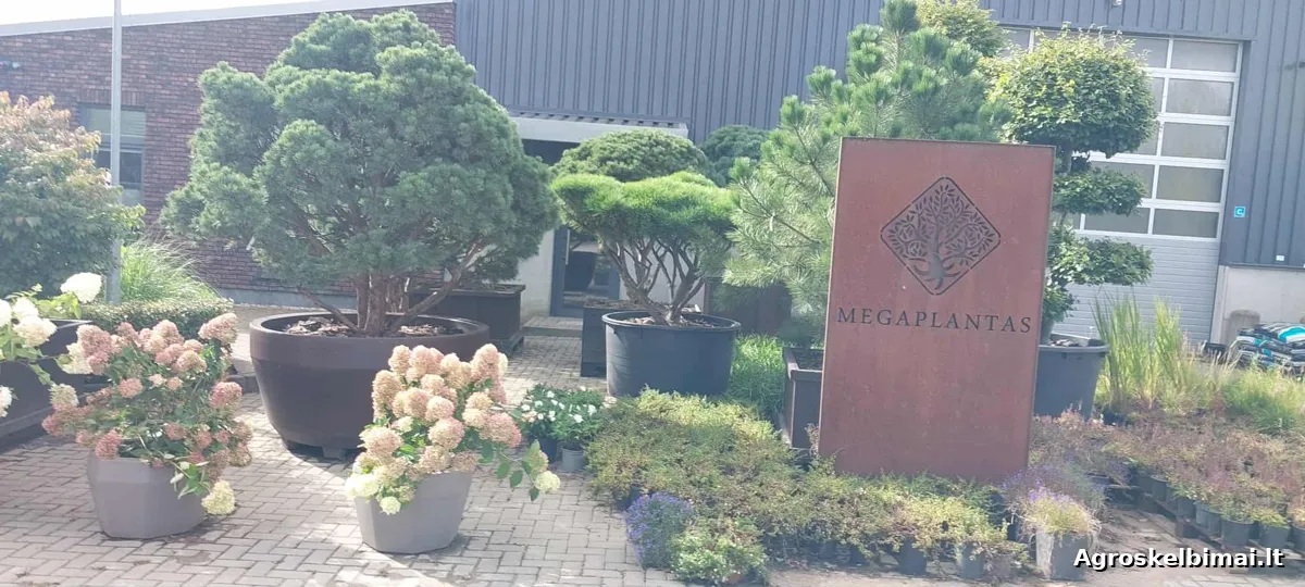 Medelynas. Pušys ir kiti dekoratyviniai augalai - nuotrauka 3