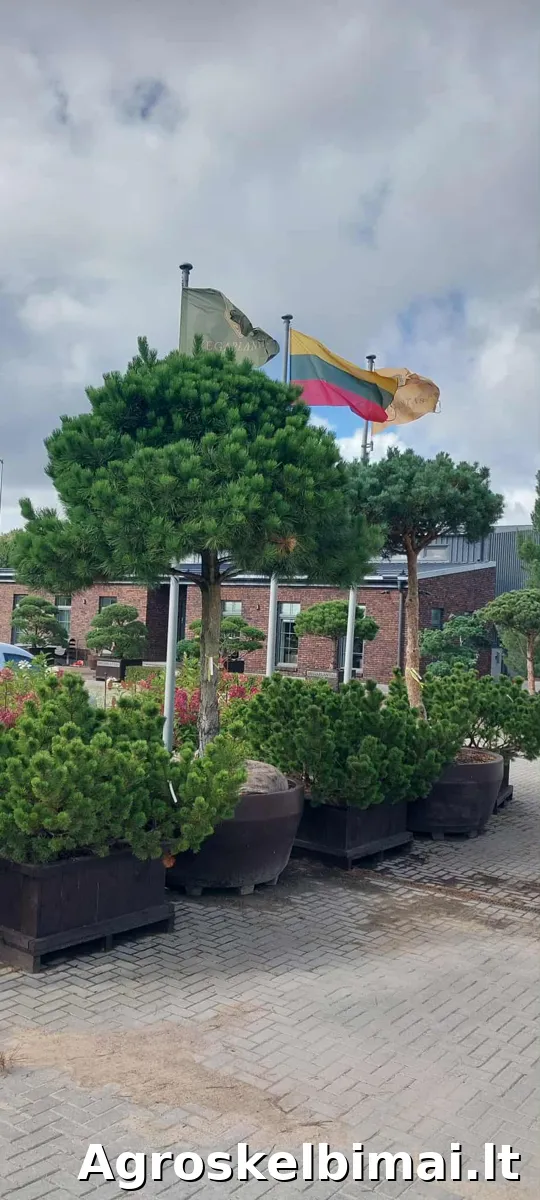Medelynas. Pušys ir kiti dekoratyviniai augalai - nuotrauka 4