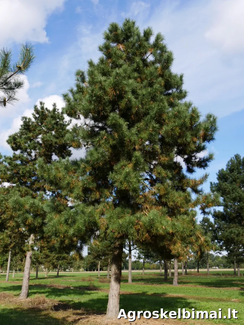 Parduodame juodąsias pušis - nuotrauka 2