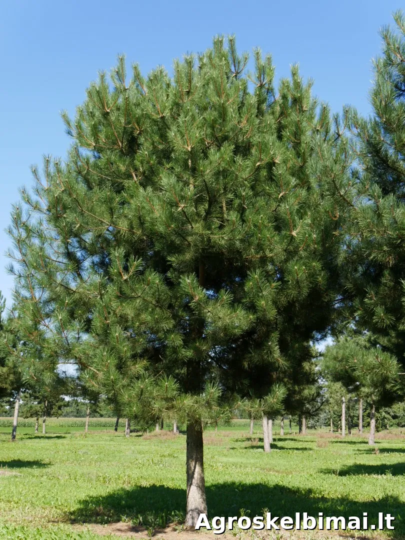 Parduodame juodąsias pušis