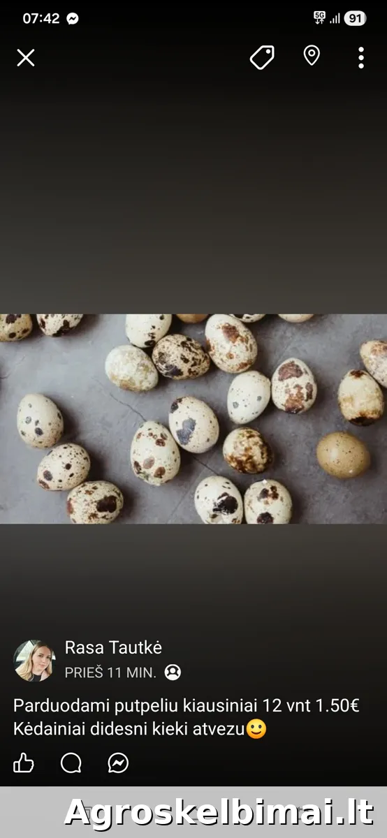 Parduodami naminiai putpeliu kiausiniai - pagrindinė nuotrauka