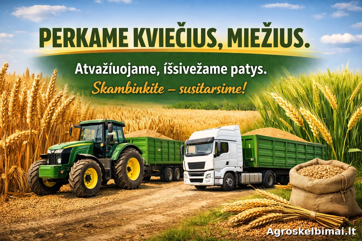 Perkame kviečius, miežius