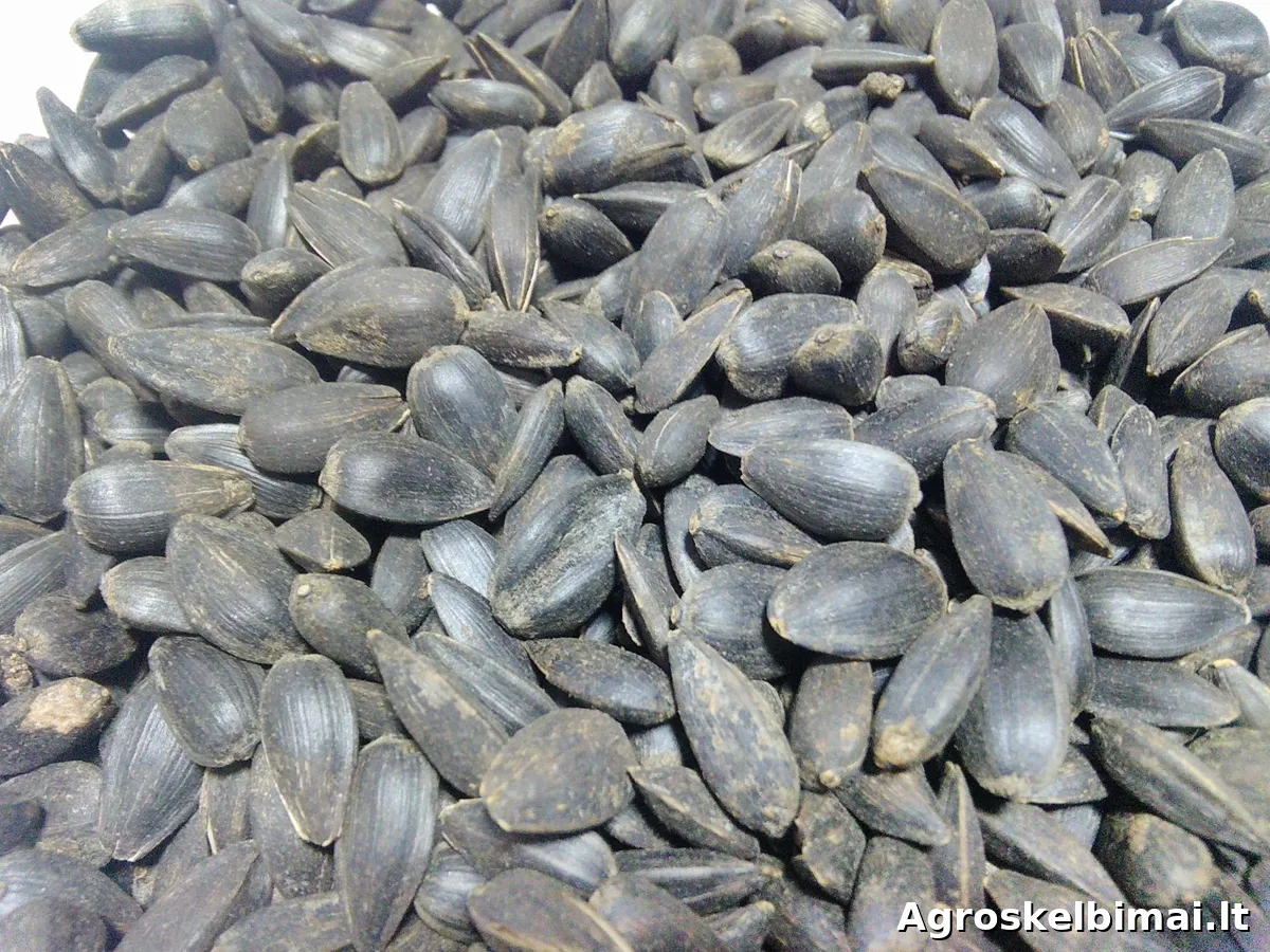 Saulėgražos paukšteliams - pagrindinė nuotrauka