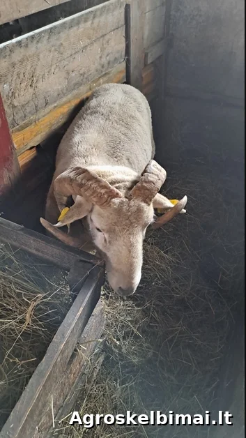 Parduodu Viltšyrhornų veislės,2 metų aviną.