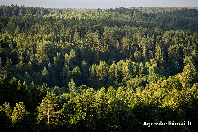 Superkame miško sklypus visoje Lietuvoje - Nekilnojamasis turtas, Visa Lietuva