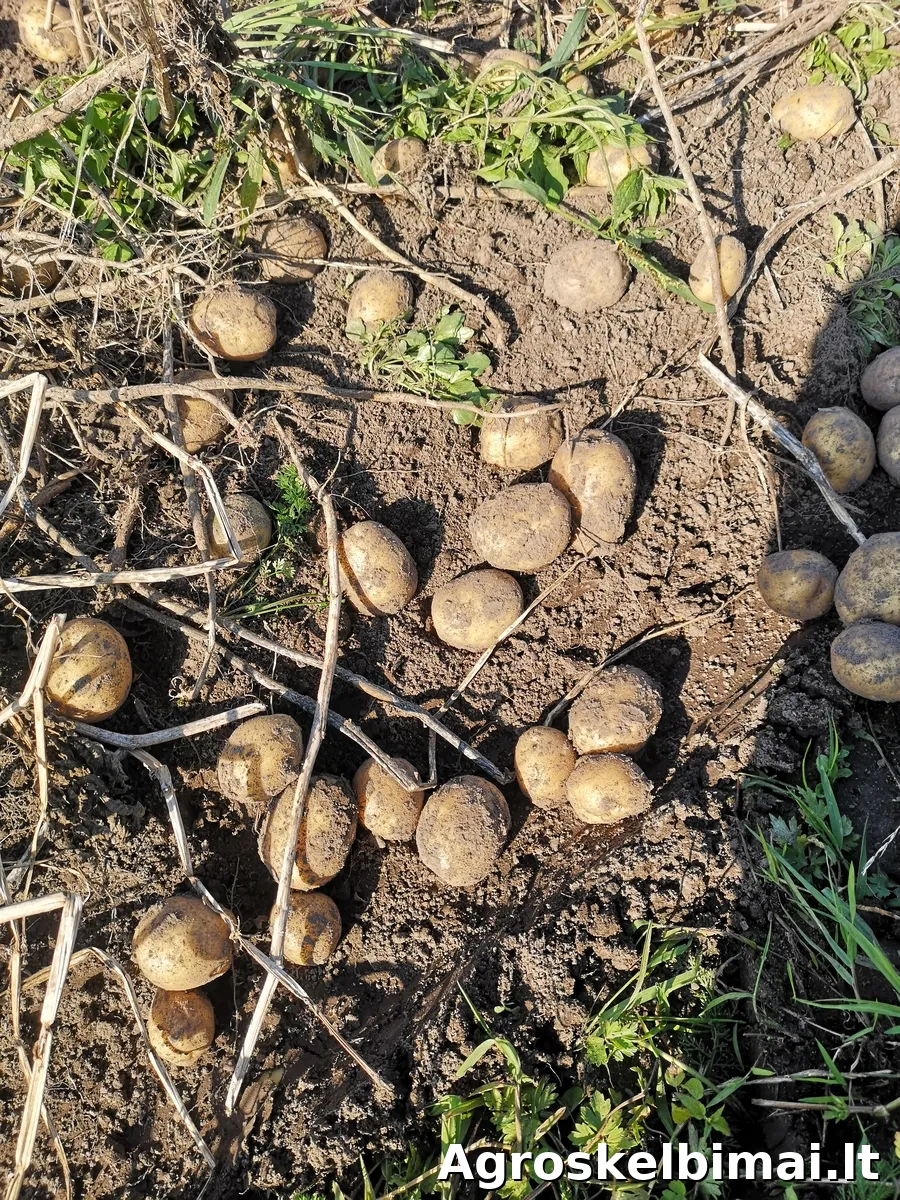 Šviežiai kastos bulvės Vineta ir Blue Star, 25 kg - Augalininkystė nuotrauka 2