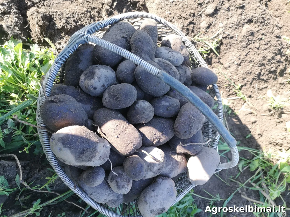 Šviežiai kastos bulvės Vineta ir Blue Star, 25 kg - Augalininkystė, Šilutė