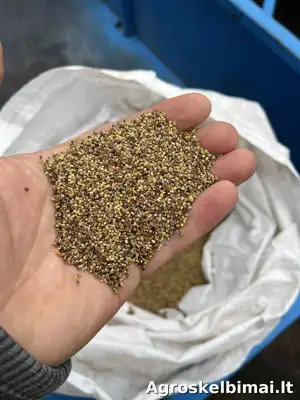 Raudonieji dobilai - Augalininkystė (Tauragė)