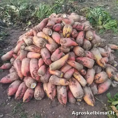 Pašariniai runkeliai