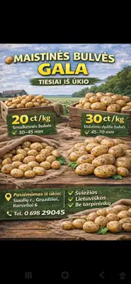GALA maistinės bulvės – didmena