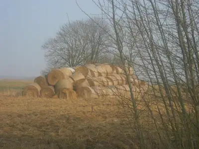 Seni šienas, šiaudai, mėšlas. Priimu