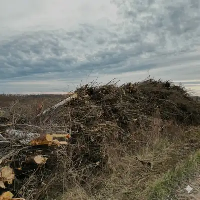 Sutrauktos į krūvas ir paruoštos išvežimui biokuro žaliavos supirkimas