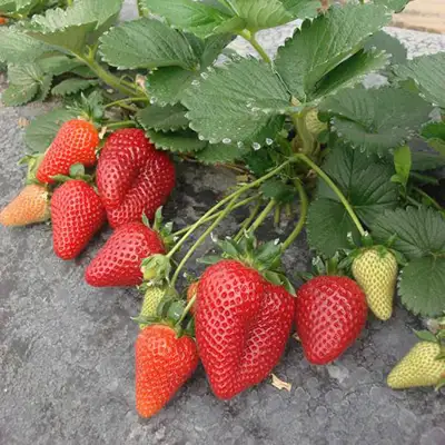 Frigo (šaldyti) Braškių Daigai ir Smidrai Olandija