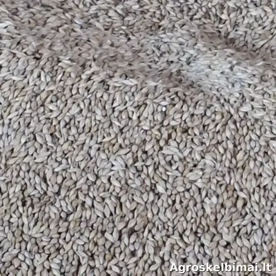 Kviečiai vasariniai