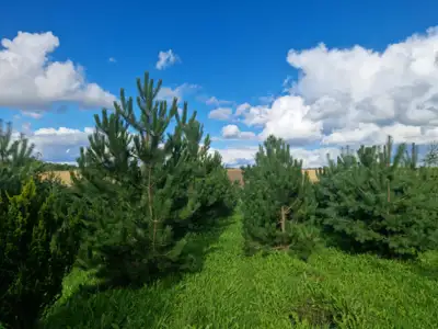 Medelynas. Pušys ir kiti dekoratyviniai augalai