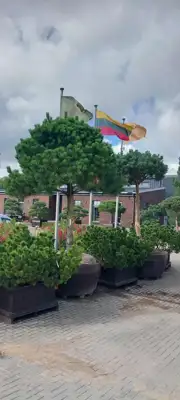 Medelynas. Pušys ir kiti dekoratyviniai augalai