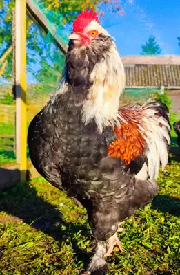 Parduodami faverolių veislės gaideliai - Gyvulininkystė