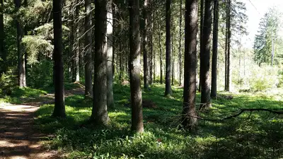 Perku miškus Žemaitijoje 0-648-86583