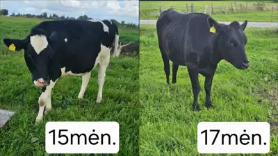 Pieninės telyčaitės - Gyvulininkystė