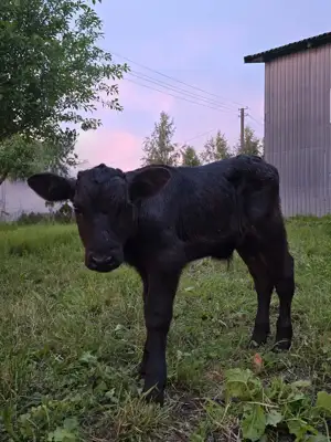 Pieninis ir mėsinis buliukas - Gyvulininkystė