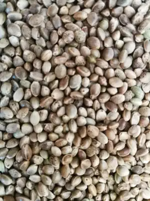 Pluoštinių kanapių sėklos aliejui ir žvejybai