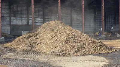 Pušų žievės mulčias ŠILAUOGĖMS – tik 20€/m³!  Puikiai tinka šilauogėms