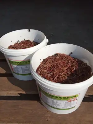 Kalifornijos sliekai