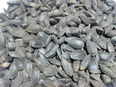 Saulėgražos paukšteliams