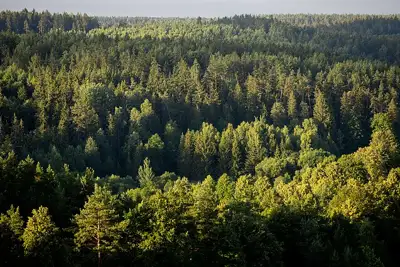 Superkame miško sklypus visoje Lietuvoje - Nekilnojamasis turtas
