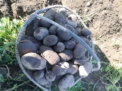 Šviežiai kastos bulvės Vineta ir Blue Star, 25 kg - Augalininkystė