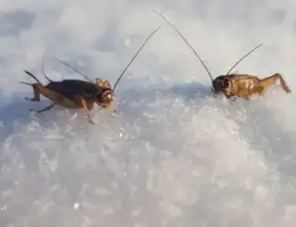 Svirpliai /Itin Kokybiški Gyvi Svirpliai / Šaldyti - Gyvulininkystė