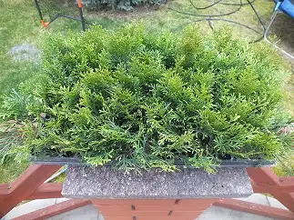 Tujos Smaragd, 1,5 metų