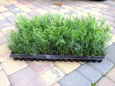 Tujos Smaragd, 1,5 metų - Sodininkystė (Vilnius)