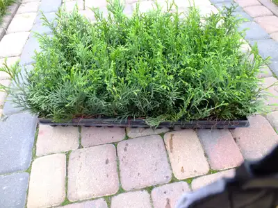 Tujos Smaragd, 1,5 metų - Sodininkystė (Vilnius)