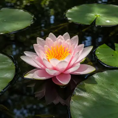 Vandens lelija (Nymphaea) – įvairių spalvų - Žuvininkystė