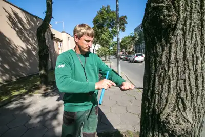 Želdinių inventorizavimas, ekspertizė