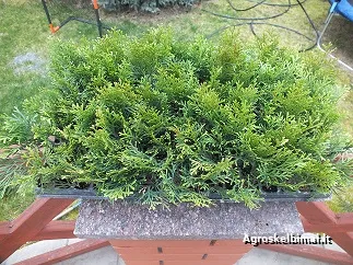 Tujos Smaragd, 1,5 metų - pagrindinė nuotrauka