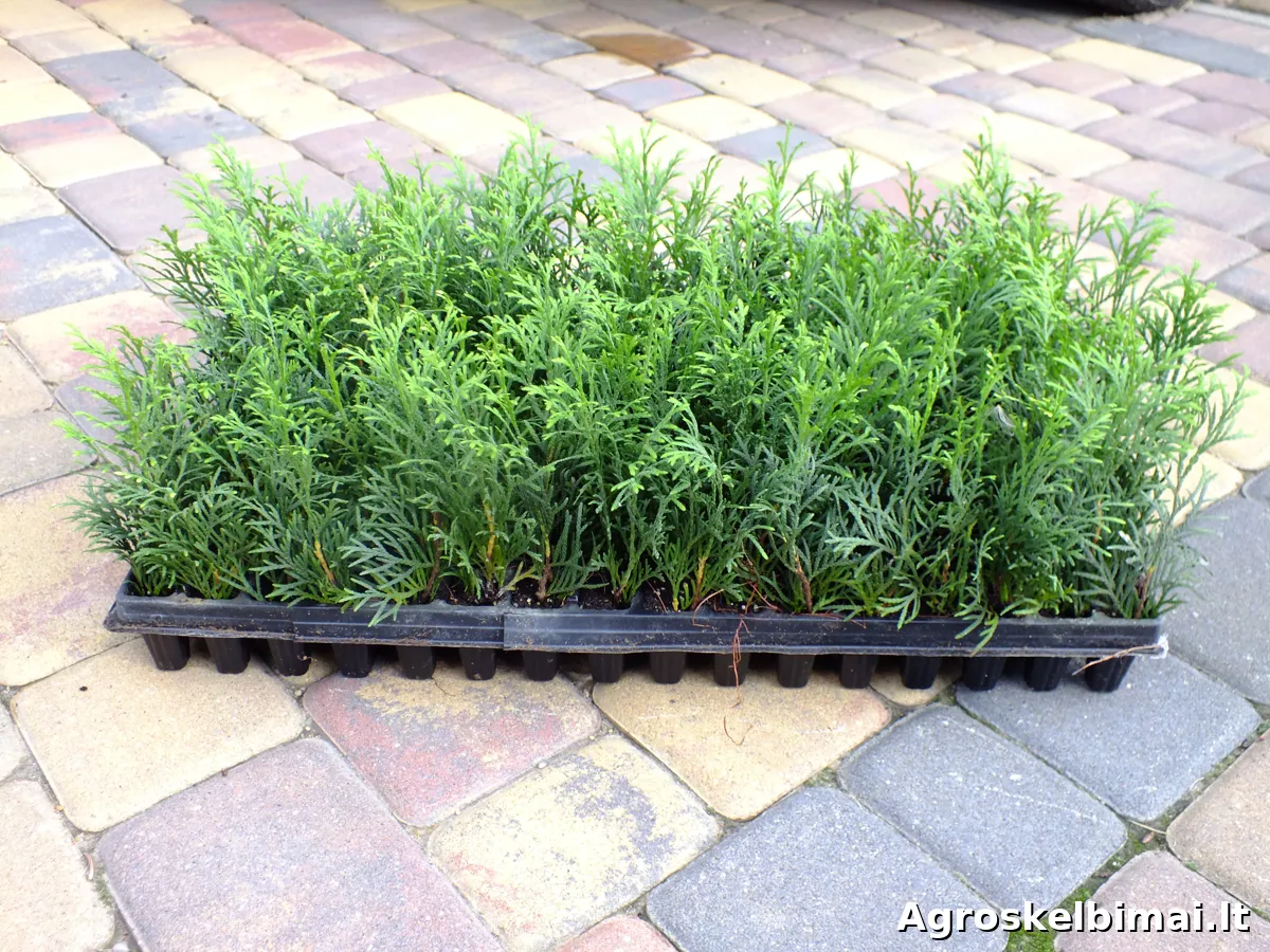 Tujos Smaragd, 1,5 metų - nuotrauka 2